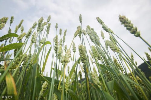 2025年小麦最低收购价预案陆续落地 多省6月启动，市场走势与往年明显分化