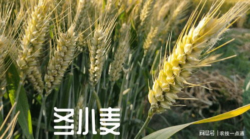 优质高产小麦品种的特点与因地制宜选择方法